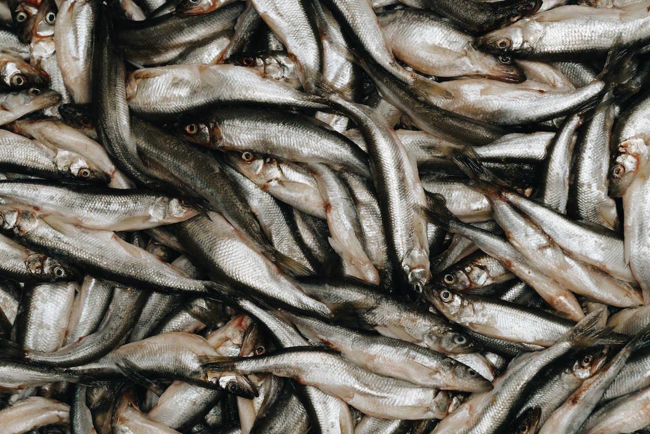 THE FASHINATING STORY OF THE ASPRA ANCHOVY